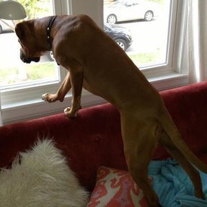 Meet your Posher, Dan